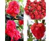 Carolina Reaper Red VEG581, Armageddon VEG372, 7 Pot Primo Red Veg210, Bubblegum Mamp Black VEG484 seeds
